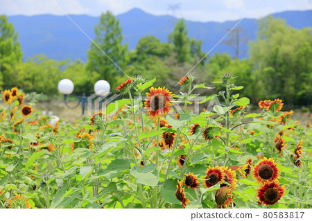 Blumen Hill Sunflower in full bloom 80583817