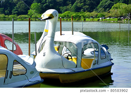 Swan boat floating in Senba Lake, Mito City, Ibaraki Prefecture 80583902