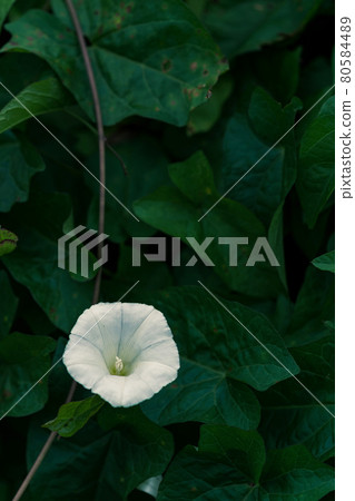Wild white morning glory blooming in the shade Wild white morning glory blooming in the shade 80584489