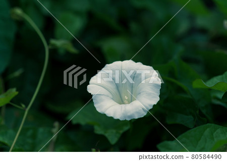 Wild white morning glory blooming in the shade 80584490