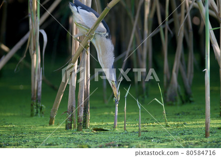 Little Bittern Hunt 80584716