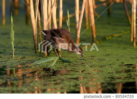 The common moorhen (Gallinula chloropus) The common moorhen (Gallinula chloropus) 80584720