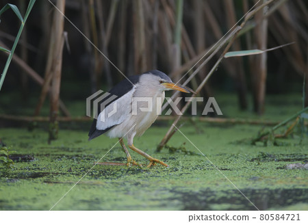 Little Bittern Hunt 80584721