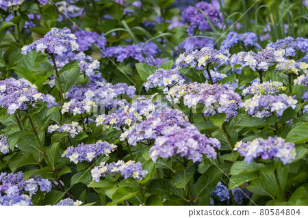 Hydrangea and early summer Hydrangea and early summer 80584804