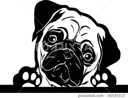 Funny Pug Peeking Dog - head isolated on white Funny Pug Peeking Dog - head isolated on white 80585315