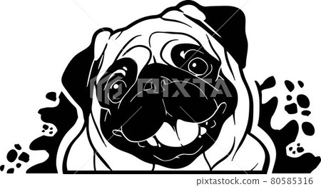 Funny Pug Peeking Dog - head isolated on white 80585316