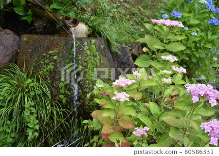 Kaneko Noki Hydrangea Garden Kaneko Noki Hydrangea Garden 80586331