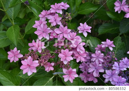 Kaneko Noki Hydrangea Garden Kaneko Noki Hydrangea Garden 80586332
