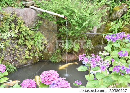 Kaneko Noki Hydrangea Garden 80586337