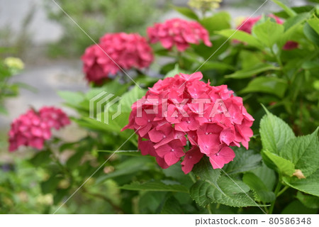 Kaneko Noki Hydrangea Garden 80586348