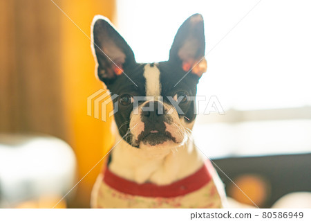 Boston Terrier 80586949