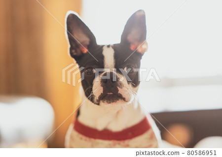 Boston Terrier Boston Terrier 80586951