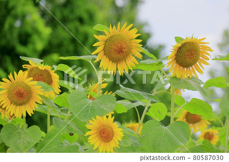 Blumen Hill Sunflower in full bloom 80587030