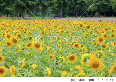 Blumen Hill Sunflower in full bloom 80587033