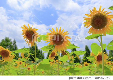 Blumen Hill Sunflower in full bloom Blumen Hill Sunflower in full bloom 80587039