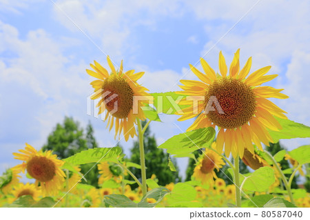 Blumen Hill Sunflower in full bloom 80587040