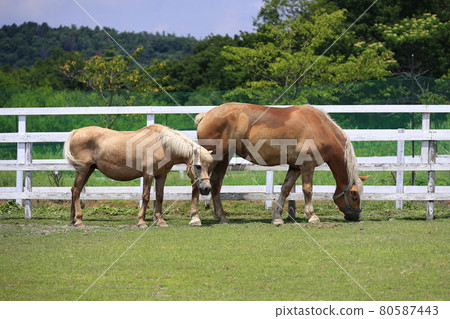 Blume Hill Animal Area 80587443