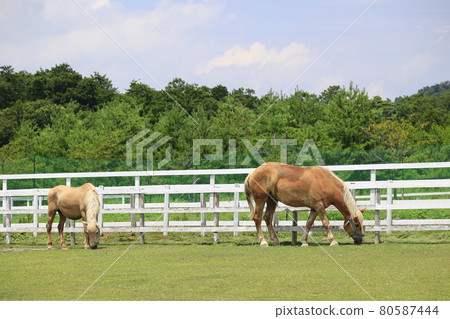 Blume Hill Animal Area 80587444