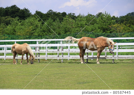 Blume Hill Animal Area Blume Hill Animal Area 80587445
