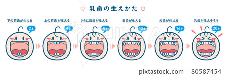 乳牙發育過程示意圖(1橫排,標題+編號) 乳牙發育過程示意圖(1橫排,標題+編號) 80587454