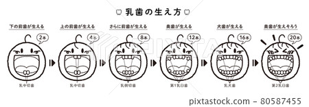 乳牙發育過程示意圖（1橫排，標題+編號+牙名） 80587455