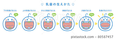 乳牙發育過程示意圖（1橫排，標題+編號） 80587457