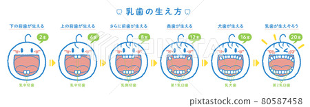 乳牙發育過程示意圖(1橫排,標題+編號+牙名) 乳牙發育過程示意圖(1橫排,標題+編號+牙名) 80587458