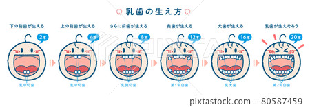 乳牙發育過程示意圖（1橫排，標題+編號+牙名） 80587459