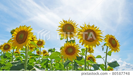 藍天和向日葵 藍天和向日葵 80587748