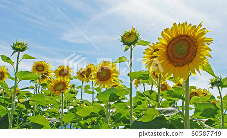 藍天和向日葵 藍天和向日葵 80587749
