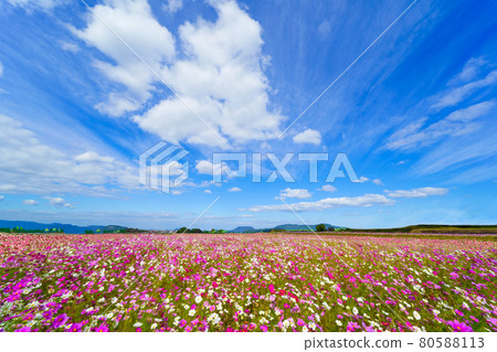 大波斯菊和秋天的天空(香川縣) 大波斯菊和秋天的天空(香川縣) 80588113