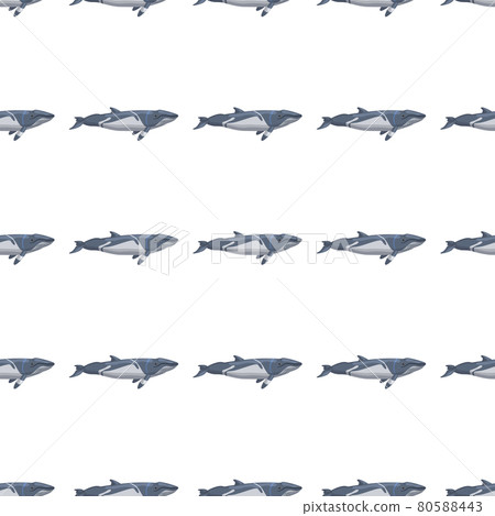 Seamless pattern lesser rorqual on white background. Template of cartoon character of ocean for fabric. Seamless pattern lesser rorqual on white background. Template of cartoon character of ocean for fabric. 80588443