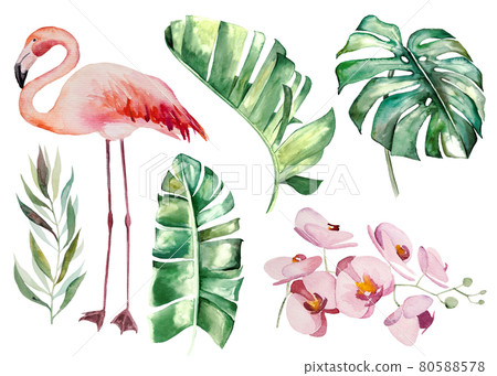 Watercolor pink flamingoes and tropical green leaves isolated illustration 80588578