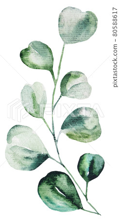 Watercolor eucalyptus leaves set illustration Watercolor eucalyptus leaves set illustration 80588617