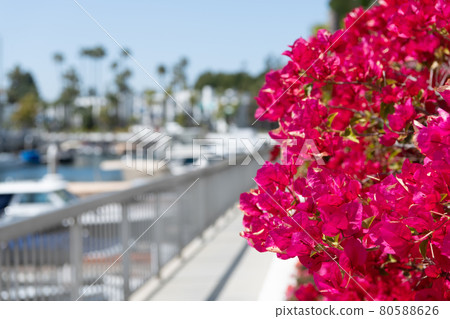 Bougainvillea flowers on blurred promenade. Blooming bougainvillea glabra Bougainvillea flowers on blurred promenade. Blooming bougainvillea glabra 80588626