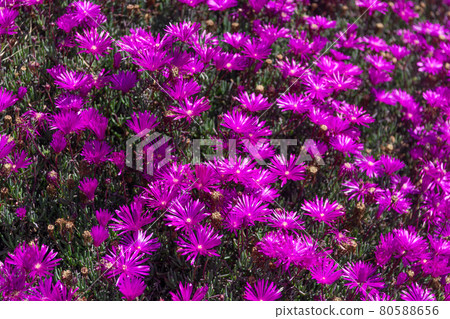 Blooming ground cover. Trailing hardy iceplant. Daisy-like iceplant flowers. Delosperma in bloom 80588656