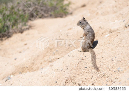 Fluffy rodent. Squirrel sits on ground. Ground-squirrel in natural habitat. Ground squirrel 80588663