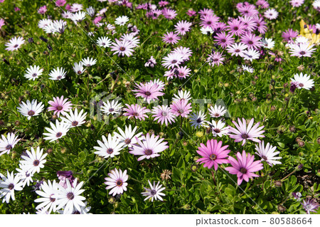 Spring meadow. Osteospermum plant in bloom. Blooming osteospermum floral background Spring meadow. Osteospermum plant in bloom. Blooming osteospermum floral background 80588664