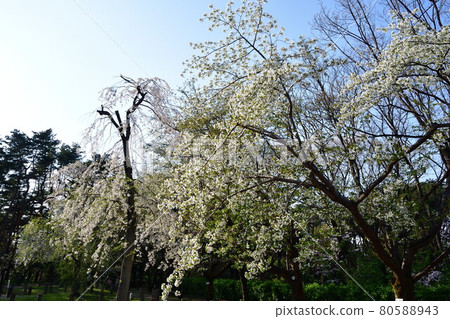 Weeping cherry blossoms at Junsaiike Park (Niigata Prefecture) 80588943