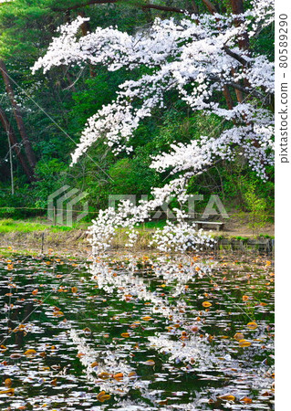 Junichi Park的櫻花樹（新潟） 80589290