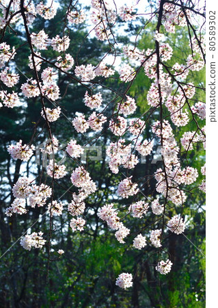 Junichi Park's cherry tree (Niigata) Junichi Park's cherry tree (Niigata) 80589302