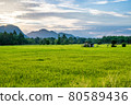 Landscape of rice field in south of Thailand 80589436