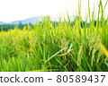 Thai jasmine rice field in south of Thailand 80589437