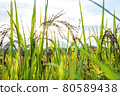 Riceberry rice in field 80589438