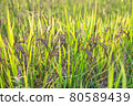 Riceberry rice in field 80589439