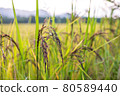 Riceberry rice in field 80589440