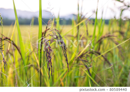 Riceberry rice in field Riceberry rice in field 80589440
