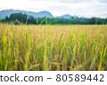 Thai jasmine rice field in south of Thailand 80589442