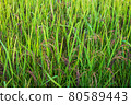 Riceberry rice in field 80589443