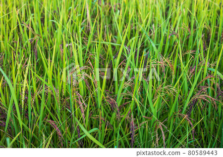 Riceberry rice in field Riceberry rice in field 80589443